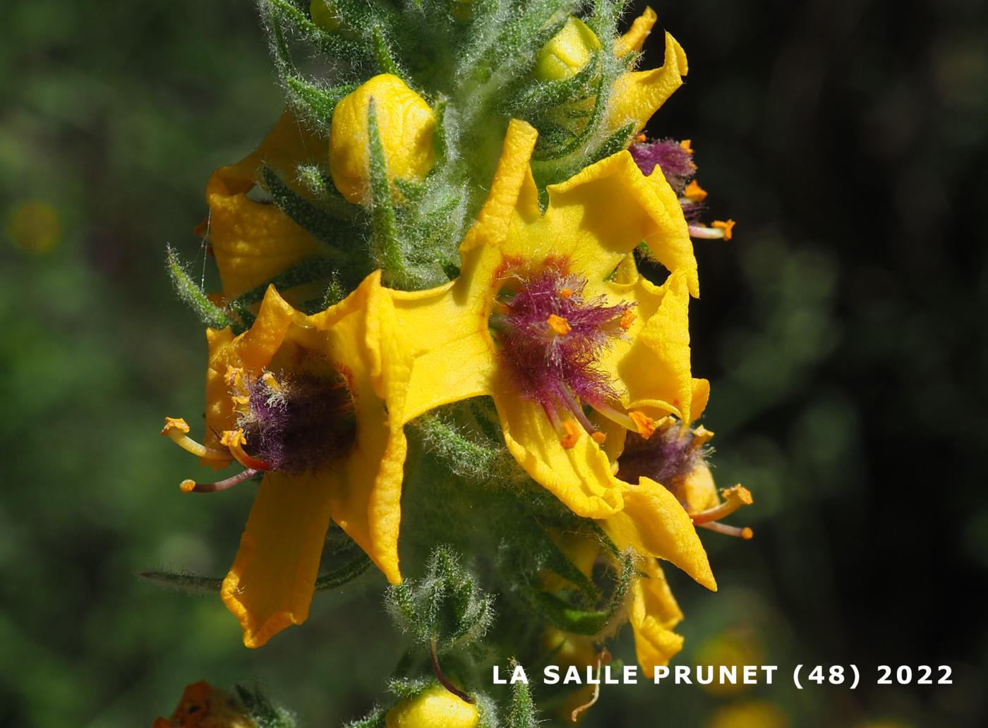 Mullein of Boerhaave flower